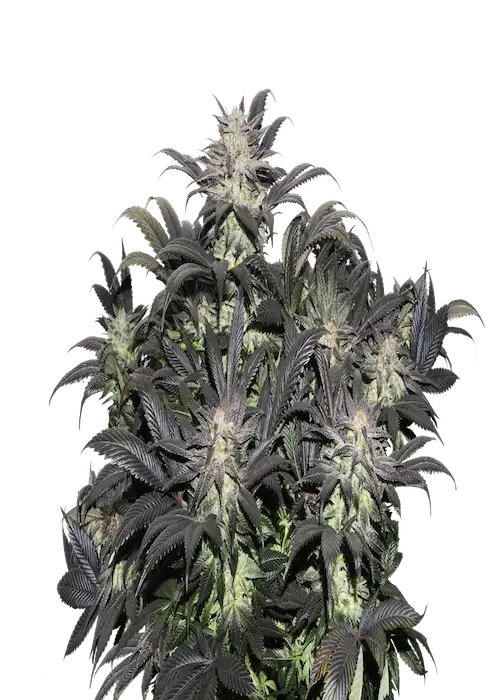 Lava Freeze by Super Sativa Seed Club, Photoperiod cannabis strain