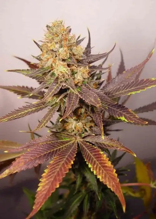 Lavender by CBD Seeds, Photoperiod cannabis strain