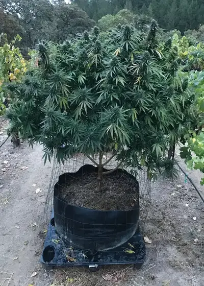 Lavnesia by Soma Seeds, Photoperiod cannabis strain