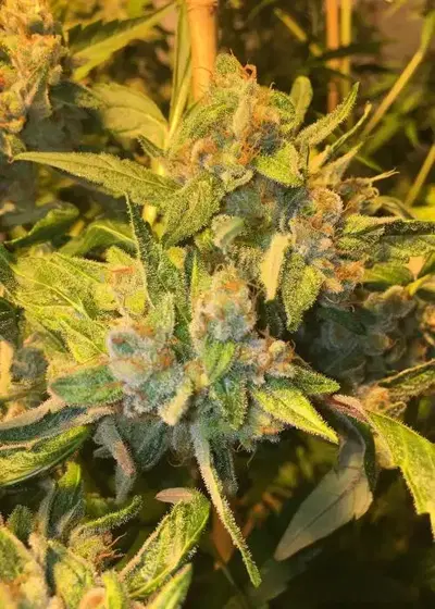 Lazy Glue by SoFem Genetics, Photoperiod cannabis strain