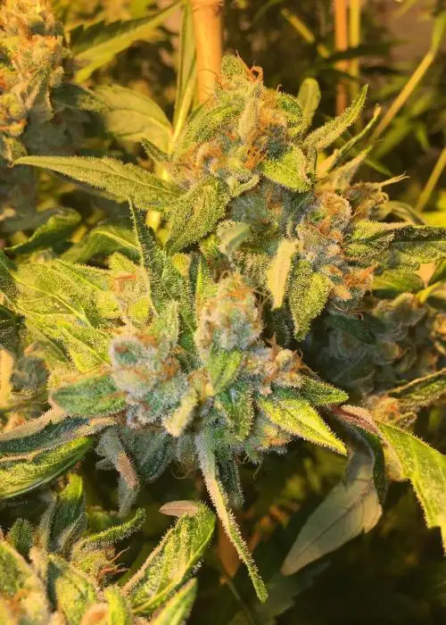 Lazy Glue by SoFem Genetics, Photoperiod cannabis strain