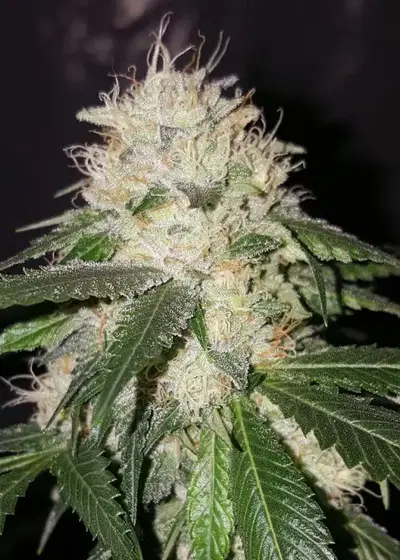 Lazy Lightning by Bodhi Seeds, Autoflower cannabis strain
