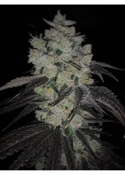 Lebanese Dragon BX1 by 7 East Genetics, Photoperiod cannabis strain