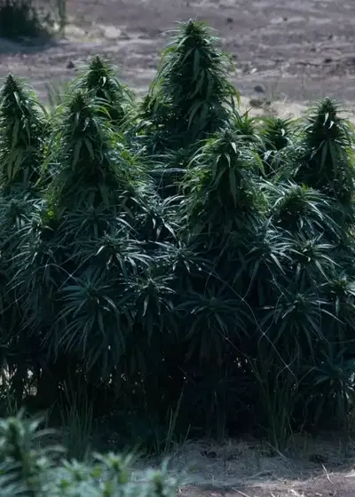 Lebanese by The Real Seed Company, Photoperiod cannabis strain