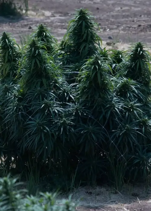Lebanese by The Real Seed Company, Photoperiod cannabis strain