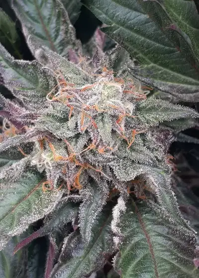 Lebanon Auto by GeneSeeds - NemeSeeds, Autoflower cannabis strain