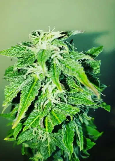 Lebron Haze by BSF Seeds, Photoperiod cannabis strain