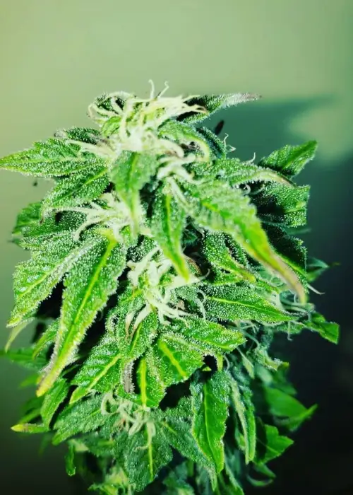 Lebron Haze by BSF Seeds, Photoperiod cannabis strain