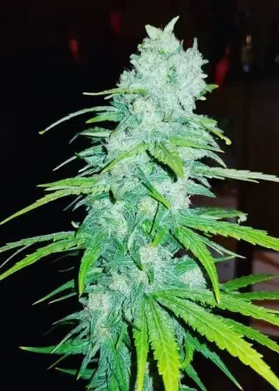 Leda Uno by KC Brains, Photoperiod cannabis strain