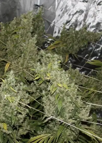 Legend of Laos by 7 East Genetics, Photoperiod cannabis strain