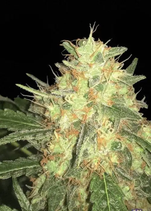 Legends Gold by Big Buddha Seeds, Photoperiod cannabis strain