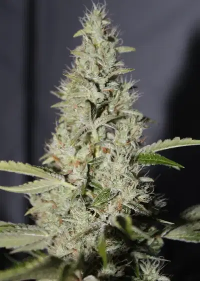 Lem Chem cannabis strain