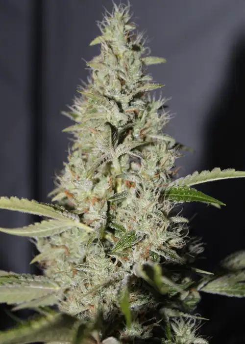 Lem Chem by Connoisseur Genetics, Photoperiod cannabis strain
