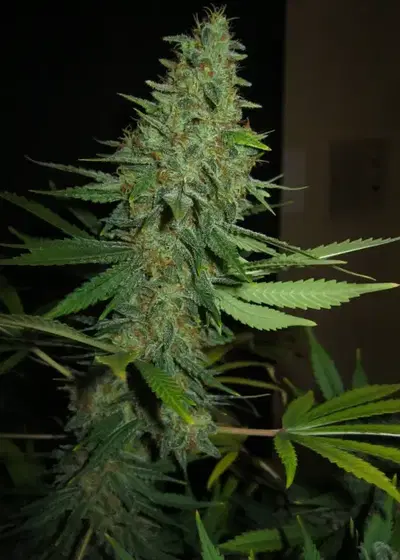 Lemon Afghan by Master Sensei Genetics, Photoperiod cannabis strain