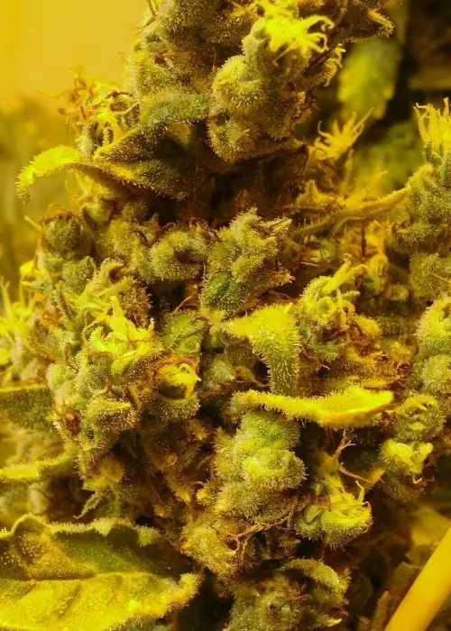 Lemon AID by 710 Genetics, Photoperiod cannabis strain