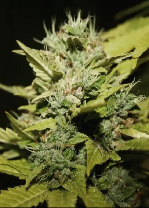 Lemon and Lime by 710 Genetics, Photoperiod cannabis strain