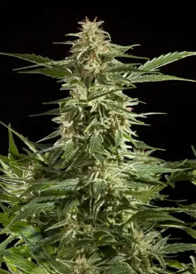 Lemon Auto CBD by Philosopher Seeds, Autoflower cannabis strain
