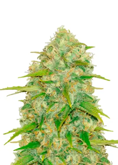 Lemon Bubba by Mota Rebel Genetics cannabis strain