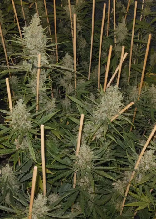 Lemon Bubble by Pheno Finder Seeds, Photoperiod cannabis strain