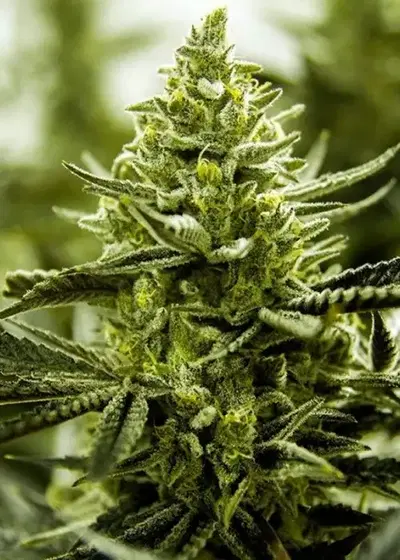 Lemon Cake by Moxie 710, Photoperiod cannabis strain