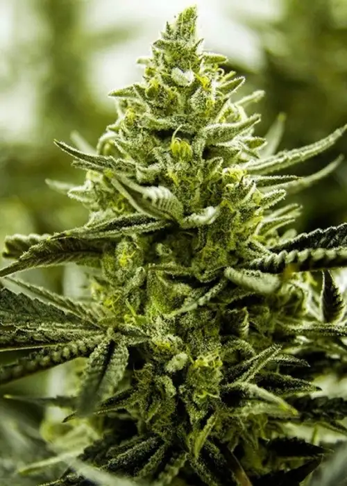 Lemon Cake by Moxie 710, Photoperiod cannabis strain
