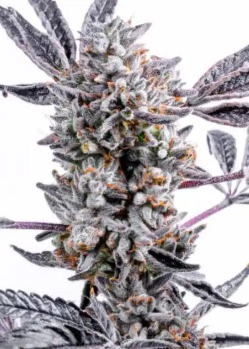 Lemon Cherry Dosi by LIT Farms (Lost In Translation), Photoperiod cannabis strain