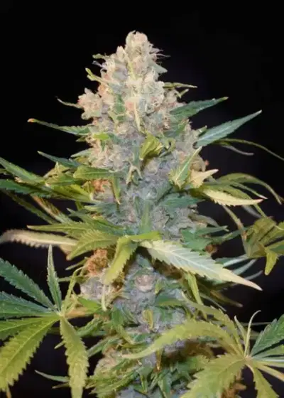 Lemon Cookies Kush by Dutchfem, Photoperiod cannabis strain