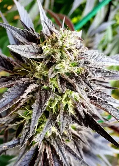 Lemon Crash OG Feminized by Cannaventure Seeds, Photoperiod cannabis strain