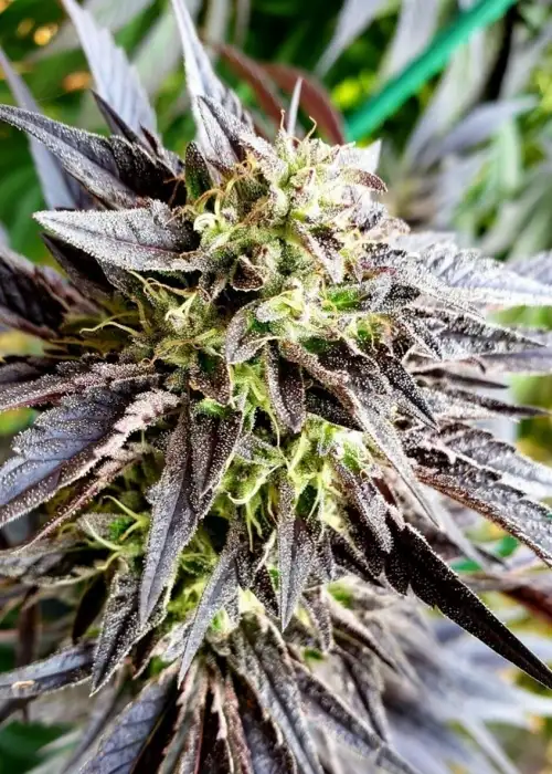 Lemon Crash OG Feminized by Cannaventure Seeds, Photoperiod cannabis strain