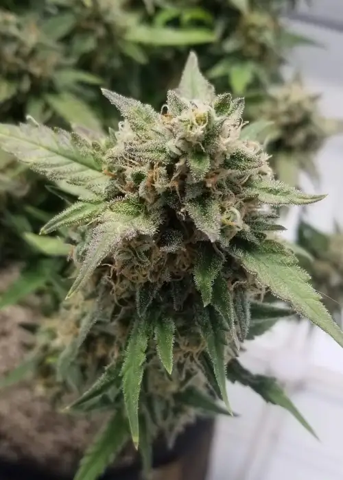 Lemon Cream Kush Automatic by Spliff Seeds, Autoflower cannabis strain