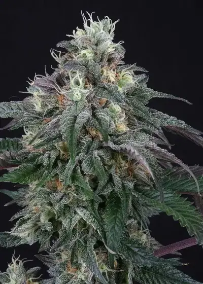 Lemon Curd by Perfect Tree, Photoperiod cannabis strain