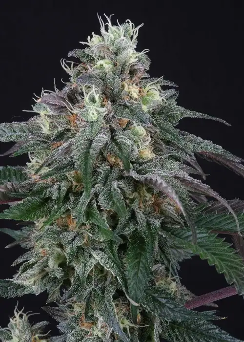 Lemon Curd by Perfect Tree, Photoperiod cannabis strain