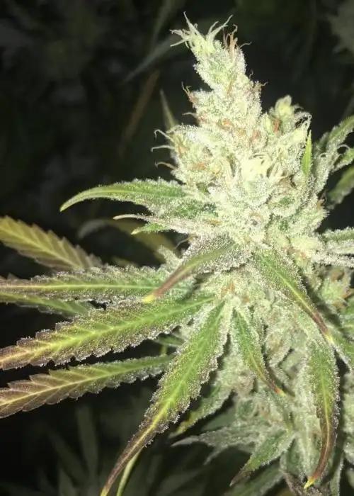 Lemon Drizzle by Real Gorilla Seeds, Photoperiod cannabis strain