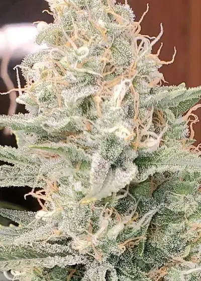 Lemon Glaze Glue by SoFem Genetics, Photoperiod cannabis strain