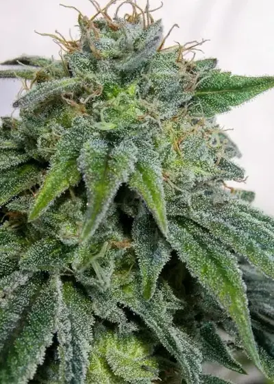 Lemon Glue F2 by Equilibrium Genetics, Photoperiod cannabis strain