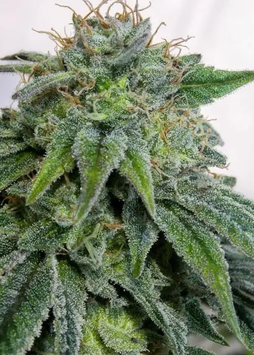 Lemon Glue F2 by Equilibrium Genetics, Photoperiod cannabis strain