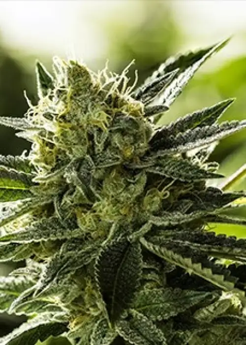 Lemon Goji OG by Moxie 710, Photoperiod cannabis strain