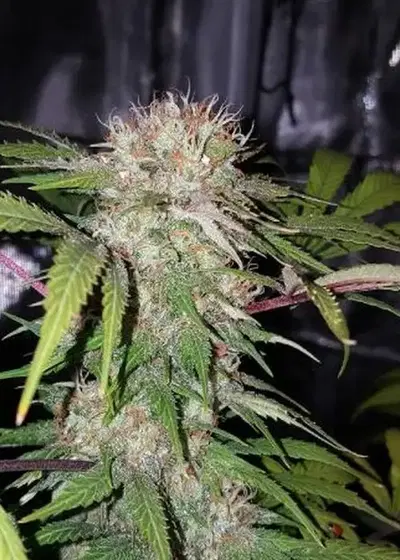 Lemon Grass by The Bank Genetics, Photoperiod cannabis strain