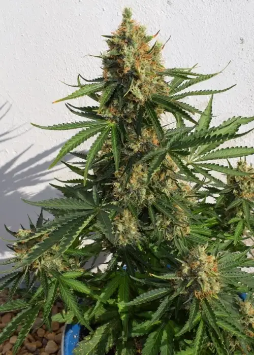 Lemon Haze Auto by Ganja Farmer cannabis strain