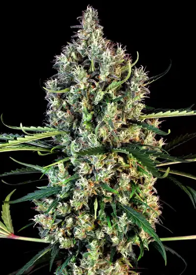 Lemon Haze Autoflowering by Coastal Genetics, Autoflower cannabis strain