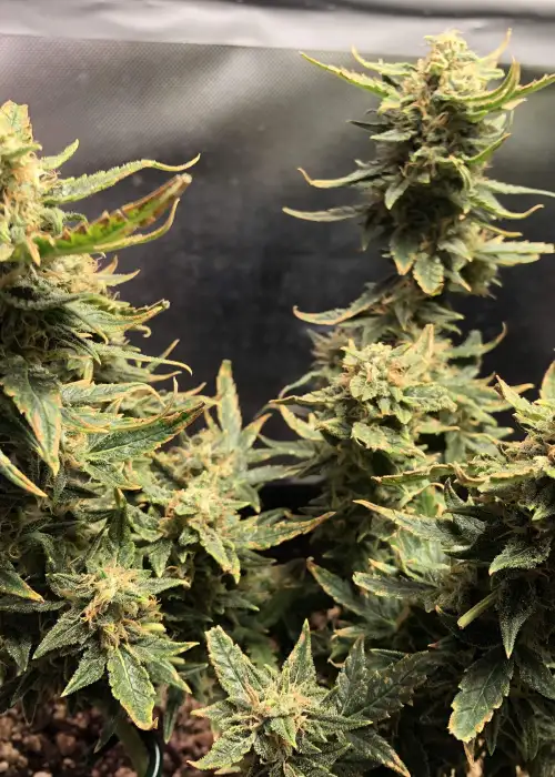 Lemon Haze XXL Auto by BSF Seeds, Autoflower cannabis strain