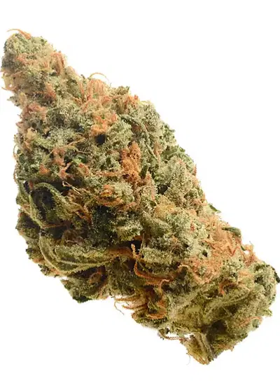 Lemon Haze by Flash Seeds, Autoflower cannabis strain