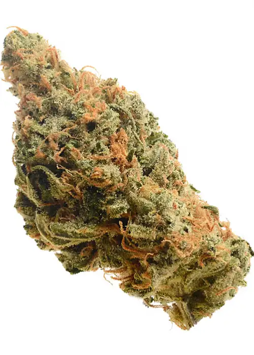 Lemon Haze by Flash Seeds, Autoflower cannabis strain