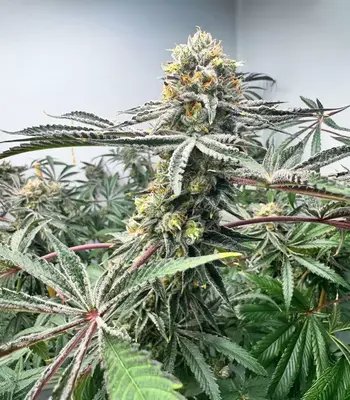 Lemon Jack by Seedkeepers, Autoflower cannabis strain