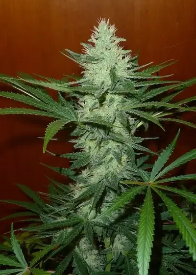 Lemon Jeffery by Irie Genetics, Photoperiod cannabis strain