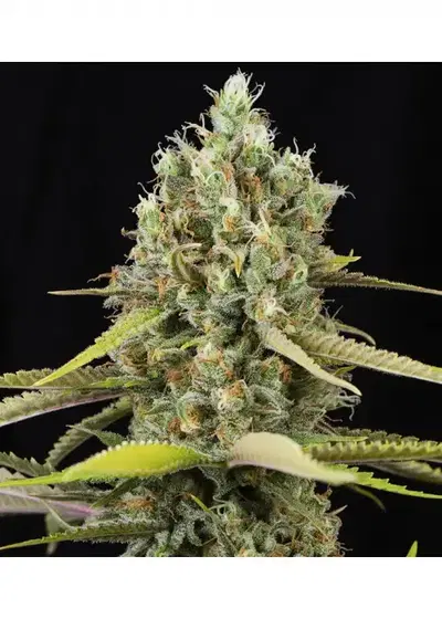 Lemon King by Eva Seeds, Photoperiod cannabis strain