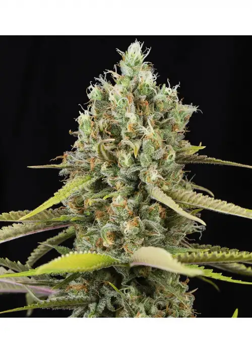 Lemon King by Eva Seeds, Photoperiod cannabis strain