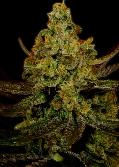 Lemon Kush by Alien Genetics cannabis strain
