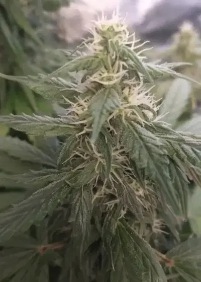 Lemon Meringue Auto by Tastebudz Genetics, Autoflower cannabis strain