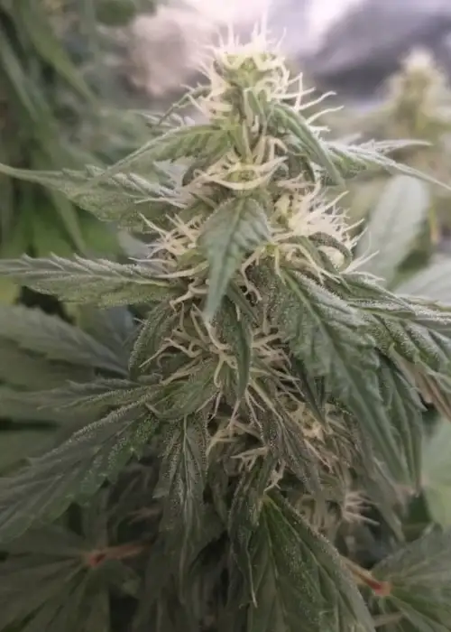 Lemon Meringue Auto by Tastebudz Genetics, Autoflower cannabis strain